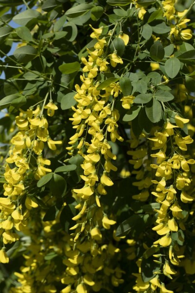 Goldregen Laburnum watereri 'Vossii' Strauch 100-125 Topf 12 ltr. (C12) Laburnum watereri 'Vossii' Strauch 100-125 cm