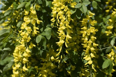 Goldregen Laburnum watereri 'Vossii' Strauch 100-125 Topf 12 ltr. (C12) Laburnum watereri 'Vossii' Strauch 100-125 cm
