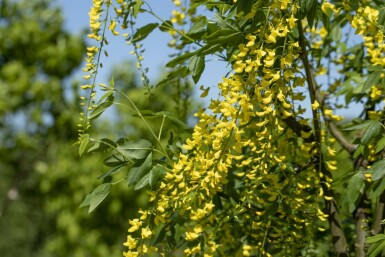 Goldregen Laburnum watereri 'Vossii' Strauch 100-125 Topf 12 ltr. (C12)