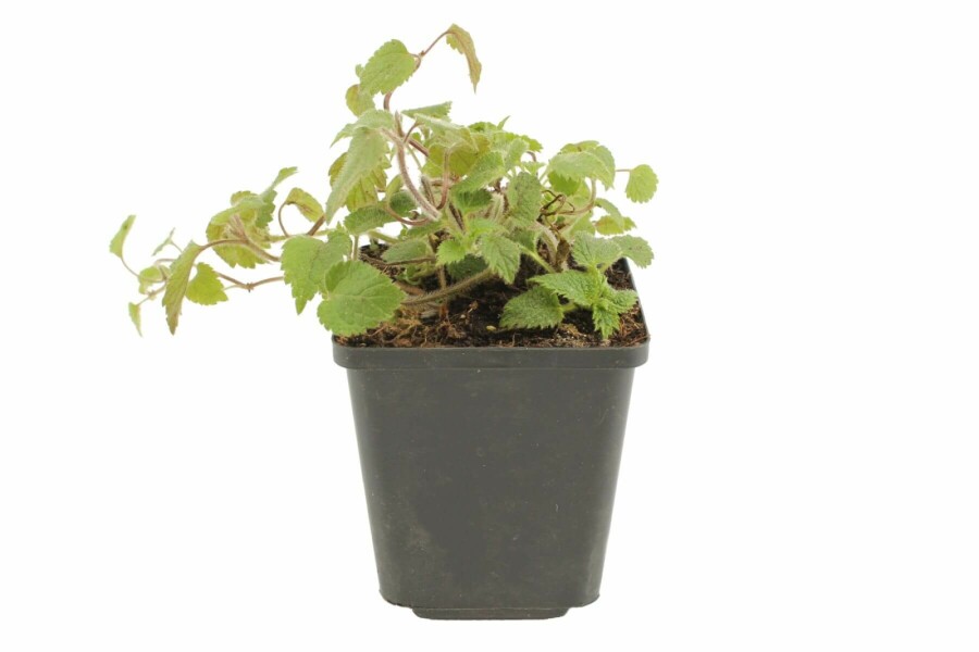 Goldnessel Lamiastrum galeobdolon 'Florentinum' 5-10 Topf 9x9 cm (P9) Lamiastrum galeobdolon 'Florentinum'