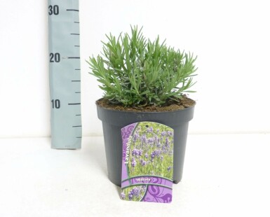 Echter Lavendel Lavandula angustifolia 'Hidcote' 10-15 Topf 2 ltr. (C2)