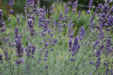 Echter Lavendel Lavandula angustifolia 'Hidcote' 5-10 Topf 9x9 cm (P9)
