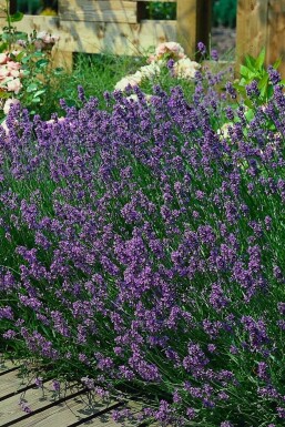 Echter Lavendel Lavandula angustifolia 'Munstead' 10-15 Topf 2 ltr. (C2) Lavandula angustifolia 'Munstead'