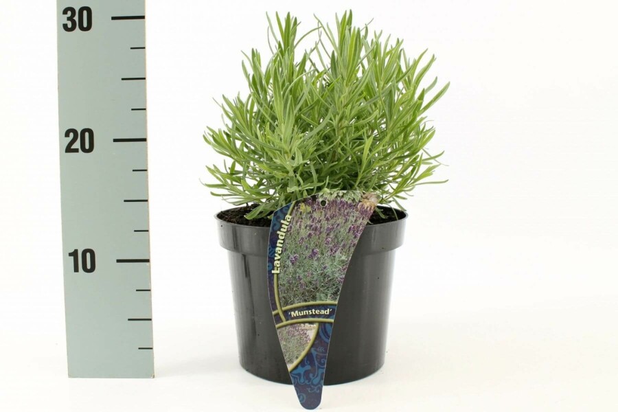 Echter Lavendel Lavandula angustifolia 'Munstead' 10-15 Topf 2 ltr. (C2) Lavandula angustifolia 'Munstead'