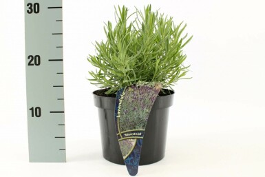 Echter Lavendel Lavandula angustifolia 'Munstead' 10-15 Topf 2 ltr. (C2) Lavandula angustifolia 'Munstead'