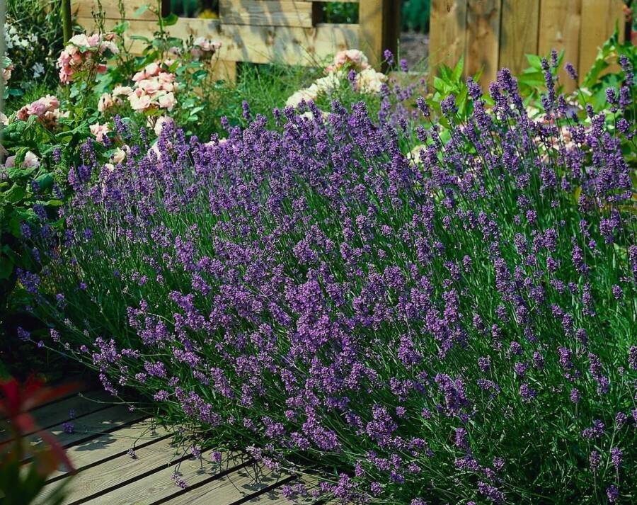 Echter Lavendel Lavandula angustifolia 'Munstead' 10-15 Topf 2 ltr. (C2) Lavandula angustifolia 'Munstead'