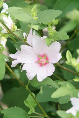Buschmalve Lavatera 'Barnsley' 5-10 Topf 9x9 cm (P9) Lavatera 'Barnsley'