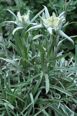 Alpenedelweiß Leontopodium alpinum 5-10 Topf 9x9 cm (P9) Leontopodium alpinum