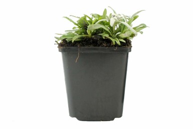 Alpenedelweiß Leontopodium alpinum 5-10 Topf 9x9 cm (P9) Leontopodium alpinum