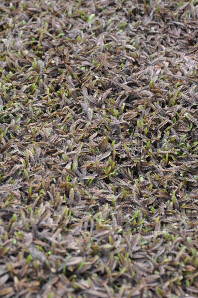 Farn-Fiederpolster Leptinella potentillina 'Platt’s Black' 5-10 Topf 9x9 cm (P9) Leptinella potentillina 'Platt’s Black'