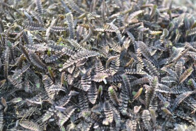 Farn-Fiederpolster Leptinella potentillina 'Platt’s Black' 5-10 Topf 9x9 cm (P9) Leptinella potentillina 'Platt’s Black'