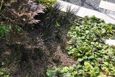 Farn-Fiederpolster Leptinella potentillina 'Platt’s Black' 5-10 Topf 9x9 cm (P9) Leptinella potentillina 'Platt’s Black'