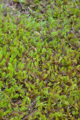 Braunes Fiederpolster Leptinella squalida 5-10 Topf 9x9 cm (P9) Leptinella squalida