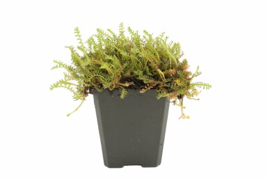 Braunes Fiederpolster Leptinella squalida 5-10 Topf 9x9 cm (P9) Leptinella squalida