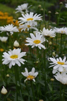 Margerite Leucanthemum (M) 'Alaska' 5-10 Topf 9x9 cm (P9)