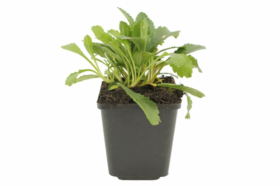 Margerite Leucanthemum (M) 'Alaska' 5-10 Topf 9x9 cm (P9) Leucanthemum (M) 'Alaska'