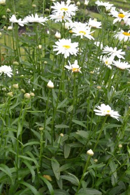 Margerite Leucanthemum (M) 'Alaska' 5-10 Topf 9x9 cm (P9)