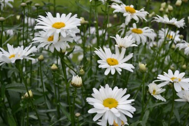 Margerite Leucanthemum (M) 'Alaska' 5-10 Topf 9x9 cm (P9)