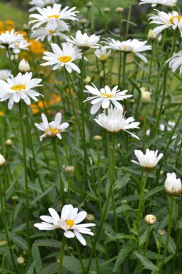 Margerite Leucanthemum (M) 'Alaska' 5-10 Topf 9x9 cm (P9) Leucanthemum (M) 'Alaska'