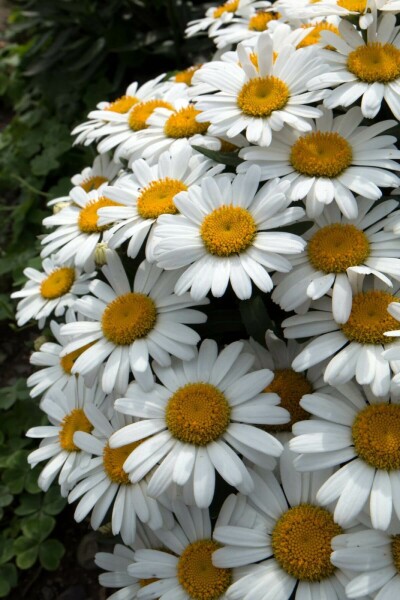 Garten-Margarite Leucanthemum (S) 'Snow Lady' 5-10 Topf 9x9 cm (P9) Leucanthemum (S) 'Snow Lady'