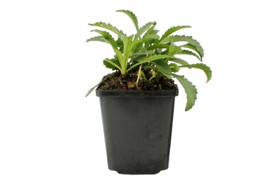 Garten-Margarite Leucanthemum (S) 'Snow Lady' 5-10 Topf 9x9 cm (P9)