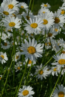 Kleine Garten-Margerite Leucanthemum vulgare 'Maikonigin' 5-10 Topf 9x9 cm (P9)