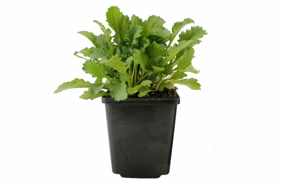 Kleine Garten-Margerite Leucanthemum vulgare 'Maikonigin' 5-10 Topf 9x9 cm (P9) Leucanthemum vulgare 'Maikonigin'