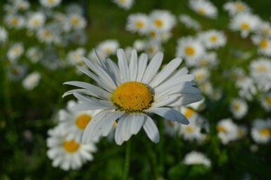 Kleine Garten-Margerite Leucanthemum vulgare 'Maikonigin' 5-10 Topf 9x9 cm (P9) Leucanthemum vulgare 'Maikonigin'