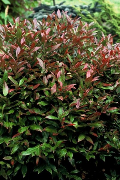 Traubenheide Leucothoe 'Zeblid' Strauch 30-40 Topf 10 ltr. (C10) Leucothoe 'Zeblid' Strauch 30-40 cm