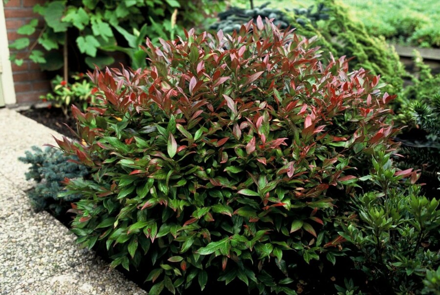 Traubenheide Leucothoe 'Zeblid' Strauch 15-20 Topf 2 ltr. (C2) Leucothoe 'Zeblid' Strauch 15-20 cm