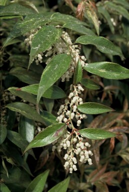 Bunte Traubenheide Leucothoe fontanesiana 'Rainbow' Strauch 20-30 Topf 2 ltr. (C2)