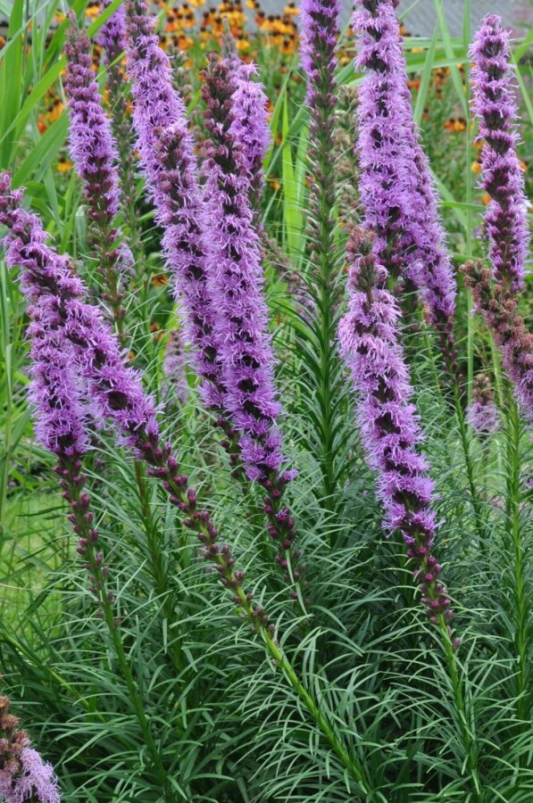 Ährige Garten-Prachtscharte Liatris spicata 'Floristan Violet' 5-10 Topf 9x9 cm (P9) Liatris spicata 'Floristan Violet'