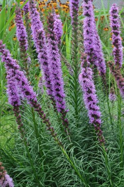 Ährige Garten-Prachtscharte Liatris spicata 'Floristan Violet' 5-10 Topf 9x9 cm (P9) Liatris spicata 'Floristan Violet'