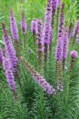 Ährige Garten-Prachtscharte Liatris spicata 'Floristan Violet' 5-10 Topf 9x9 cm (P9) Liatris spicata 'Floristan Violet'