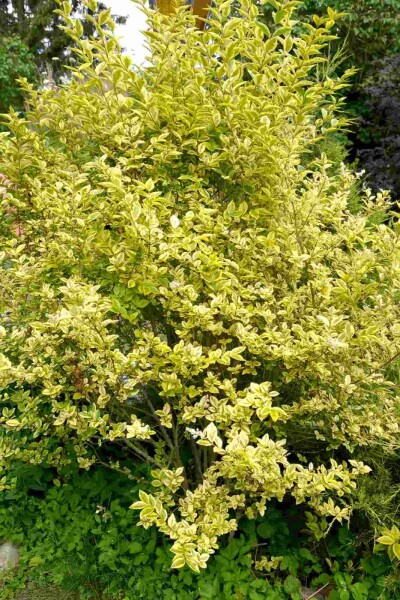 Goldliguster Ligustrum ovalifolium 'Aureum' Strauch 40-50 Topf 3 ltr. (C3) Ligustrum ovalifolium 'Aureum' Strauch 40-50 cm