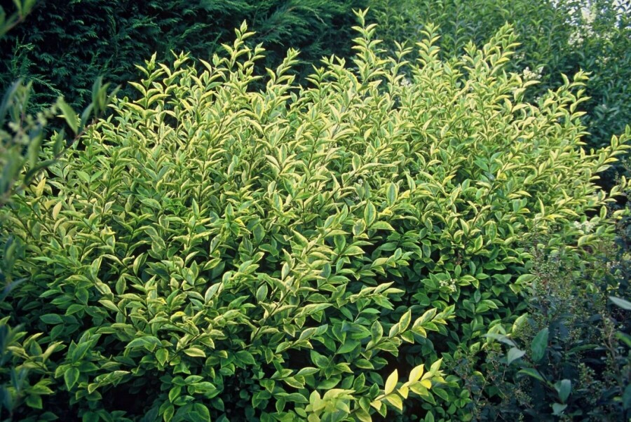 Goldliguster Ligustrum ovalifolium 'Aureum' Strauch 40-50 Topf 3 ltr. (C3) Ligustrum ovalifolium 'Aureum' Strauch 40-50 cm