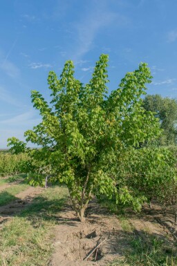 Dreispitz-Ahorn Acer buergerianum Mehrstämmig Acer buergerianum Mehrstämmig