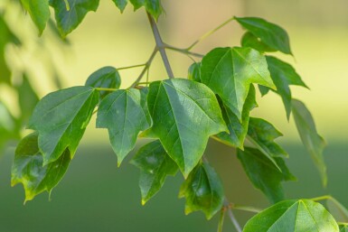 Dreispitz-Ahorn Acer buergerianum Mehrstämmig Acer buergerianum Mehrstämmig