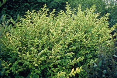 Goldliguster Ligustrum ovalifolium 'Aureum' Strauch 30-40 Topf 2 ltr. (C2) Ligustrum ovalifolium 'Aureum' Strauch 30-40 cm