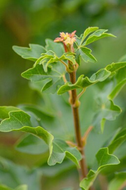 Feld-Ahorn Acer campestre Acer campestre