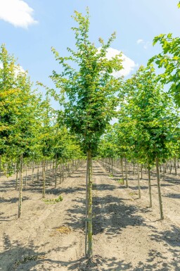 Feld-Ahorn Acer campestre Hochstamm Acer campestre Hochstamm