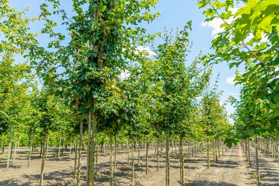 Feld-Ahorn Acer campestre Hochstamm Stammumfang 6-8 T Acer campestre Hochstamm 6/8 cm