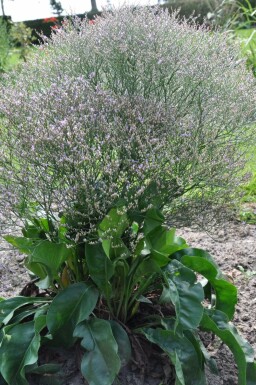 Blauer Strandflieder Limonium latifolium 5-10 Topf 9x9 cm (P9)