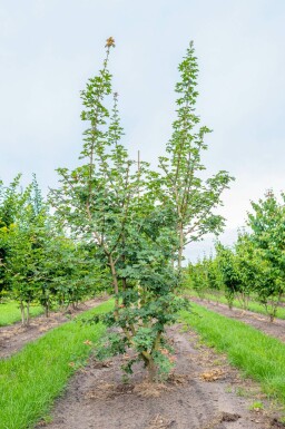 Feld-Ahorn Acer campestre Mehrstämmig Acer campestre Mehrstämmig