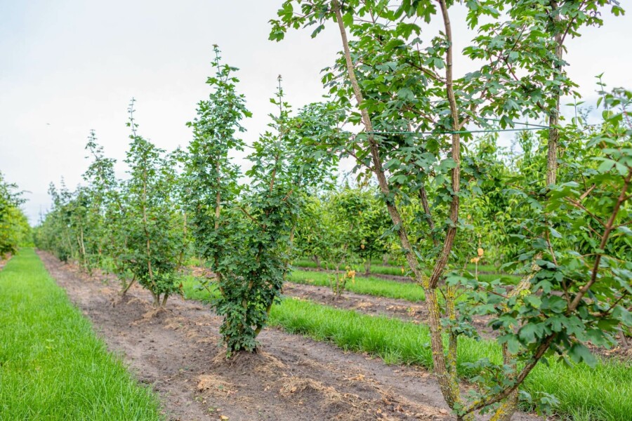 Feld-Ahorn Acer campestre Mehrstämmig 200-250 T Acer campestre Mehrstämmig 200-250