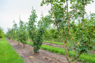 Feld-Ahorn Acer campestre Mehrstämmig Acer campestre Mehrstämmig