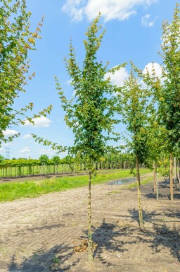 Feld-Ahorn Acer campestre 'Elsrijk' Hochstamm Acer campestre 'Elsrijk' Hochstamm