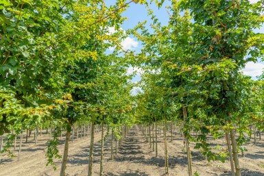 Feld-Ahorn Acer campestre 'Elsrijk' Hochstamm Acer campestre 'Elsrijk' Hochstamm