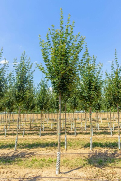 Feld-Ahorn Acer campestre ‘Huibers Elegant’ Hochstamm Stammumfang 8-10 T Acer campestre ‘Huibers Elegant’ Hochstamm 8/10 cm