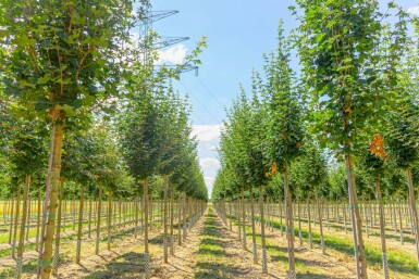 Feld-Ahorn Acer campestre ‘Huibers Elegant’ Hochstamm Acer campestre ‘Huibers Elegant’ Hochstamm